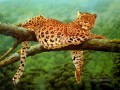 léopard 10